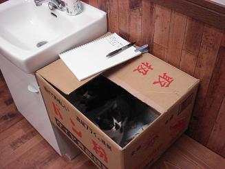 レス紹介 汚い猫を見つけたので虐待することにした うろぶろ