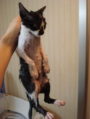 レス紹介 汚い猫を見つけたので虐待することにした うろぶろ