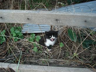 レス紹介 汚い猫を見つけたので虐待することにした うろぶろ