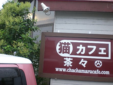 猫カフェ 茶々丸 水戸 さとちん的バラエティブログ アーカイブ 猫カフェ 茶々丸 水戸 さとちん的バラエティブログ アーカイブ