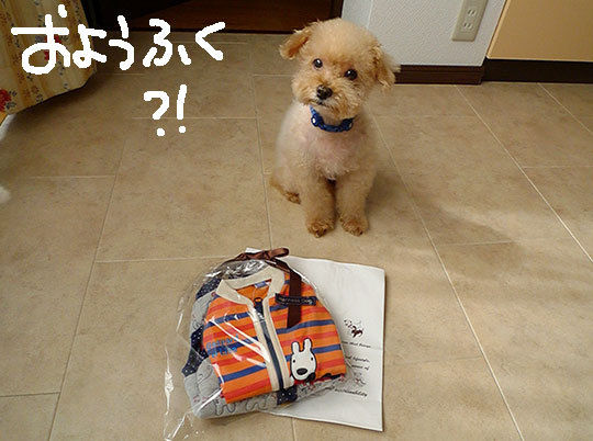 冬のイケメン祭りなのよ 新 トイプードル シャオロンのまんが日記