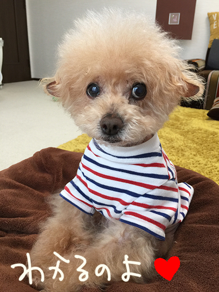 ちゃんとわかるのよ 新 トイプードル シャオロンのまんが日記 ちゃんとわかるのよ 新 トイプードル シャオロンのまんが日記