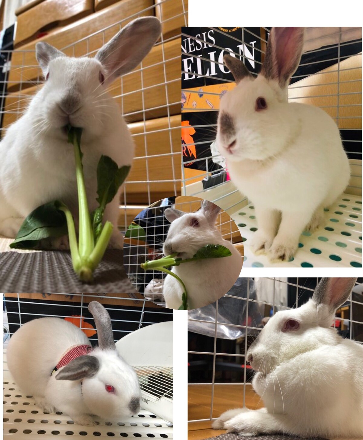 うさぎさんの似顔絵の描き方 デジタル似顔絵youtubeライブ さとえみ日記 Powered By ライブドアブログ