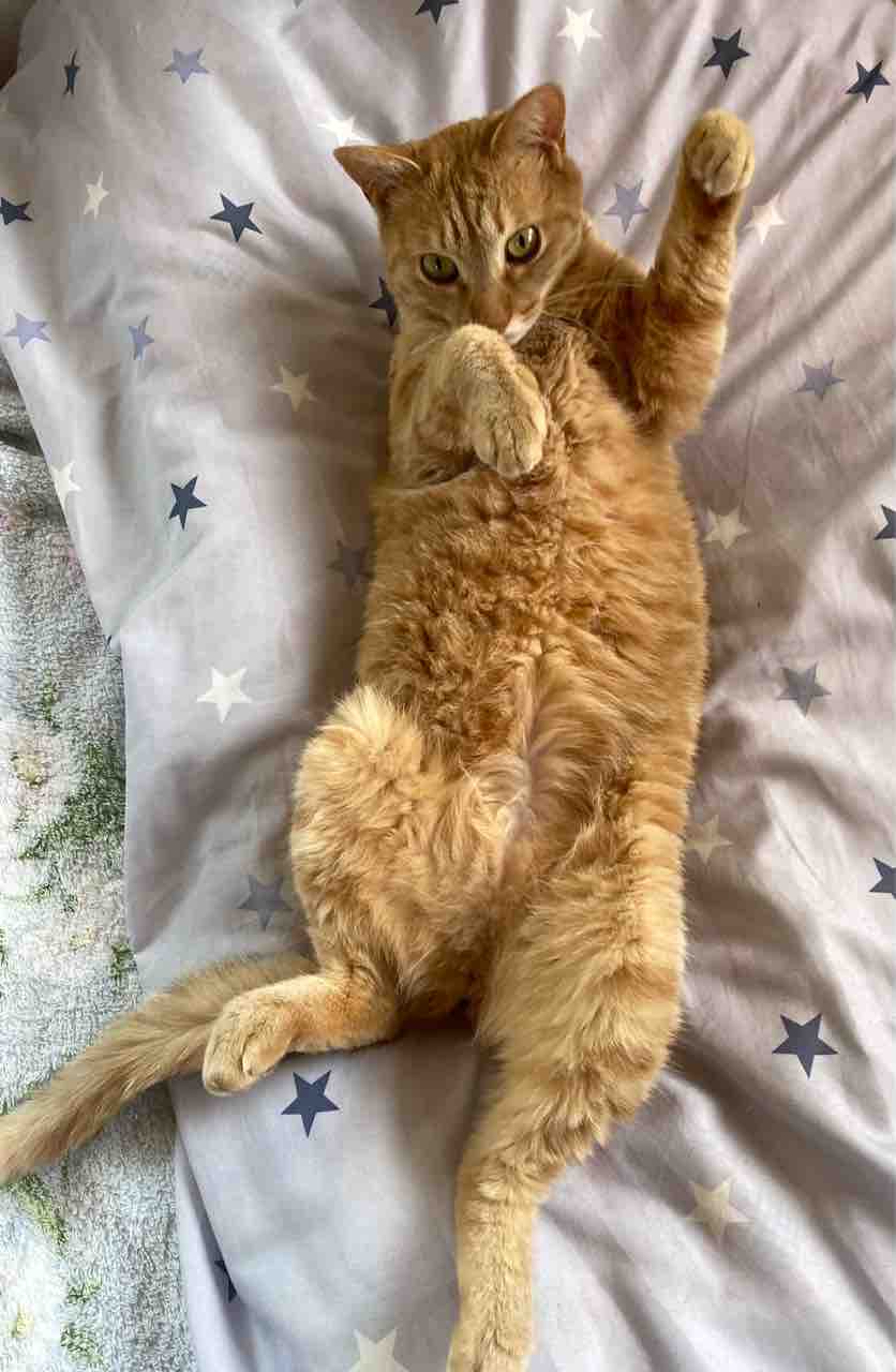怒ろうとするとお腹見せてくる猫の日々 : さといもな日々 Powered by 
