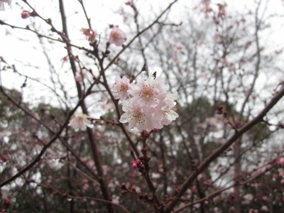 IMG_8525