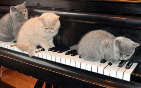 猫とピアノ