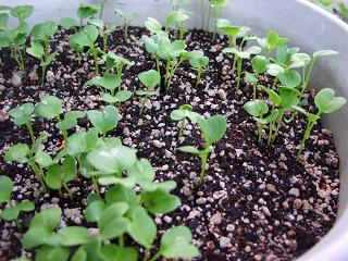矢車草 大根 わけぎ おばちゃんの庭造りとダイエット生活