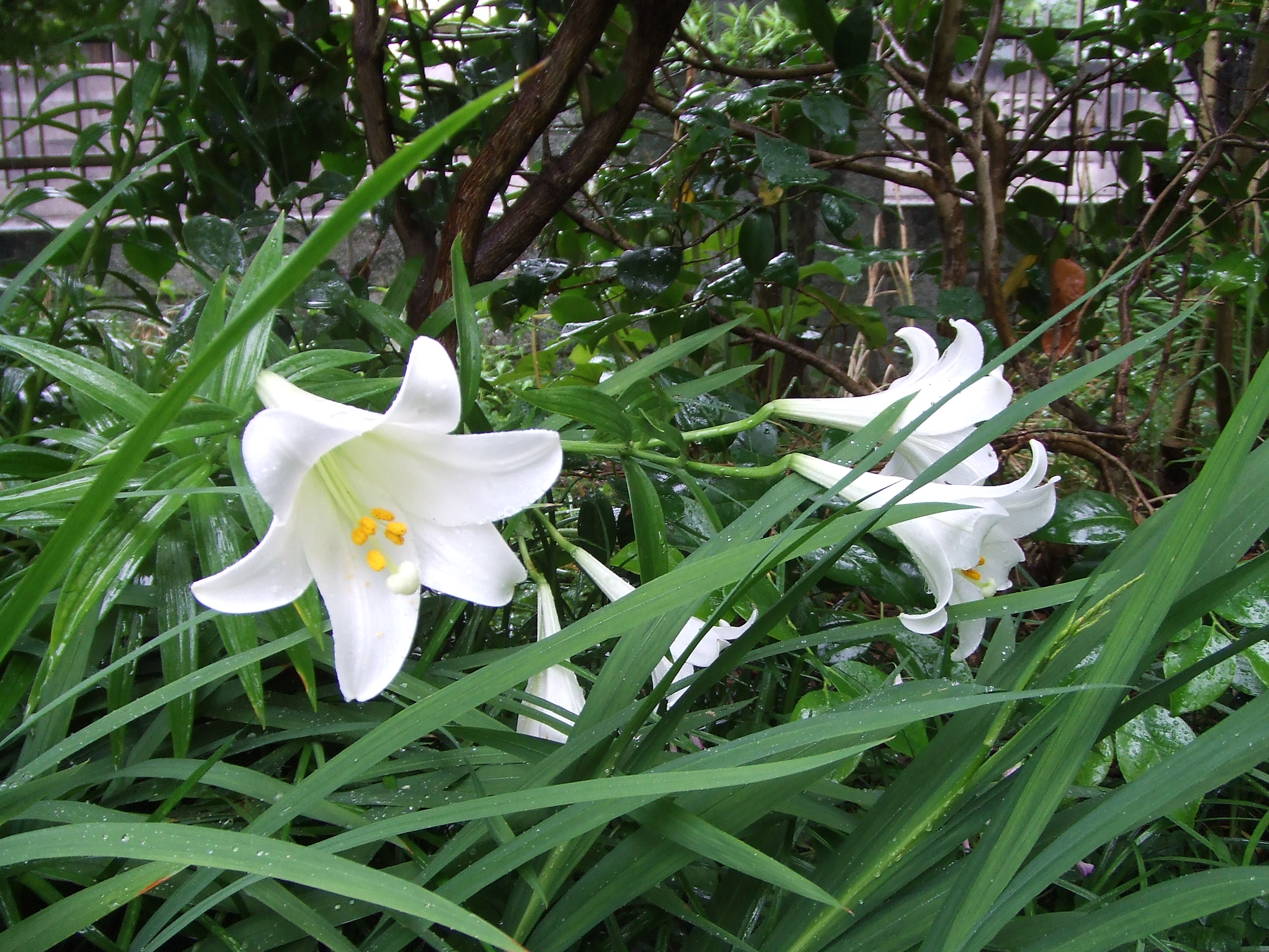 ユリの花が咲きました わたしは英語で生きていく