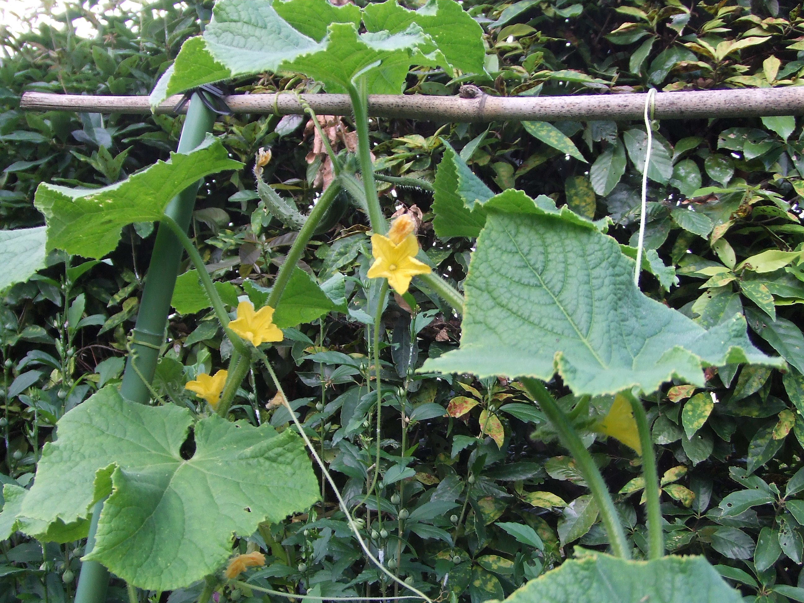きゅうりの花 わたしは英語で生きていく