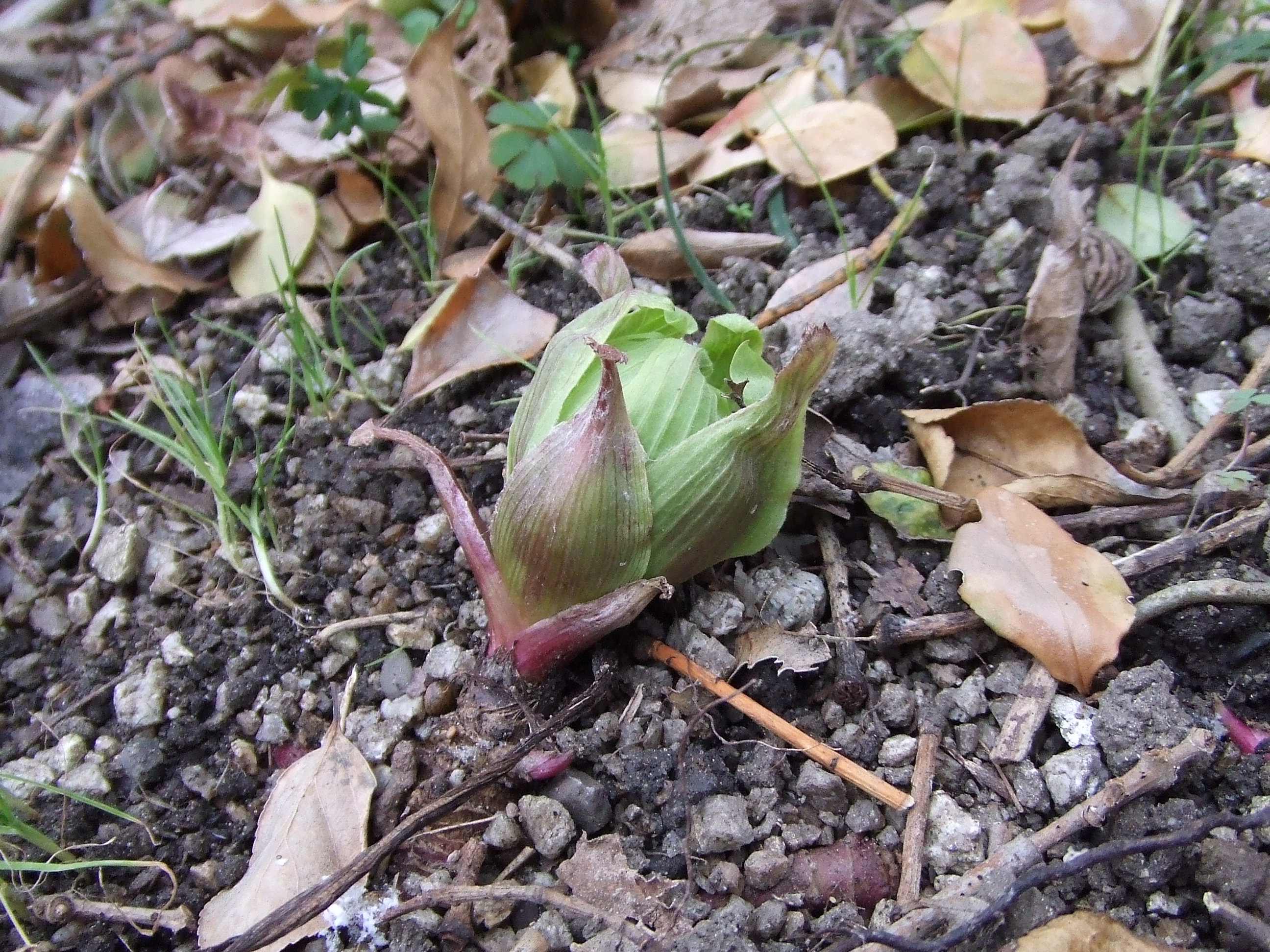 ふきのとう わたしは英語で生きていく