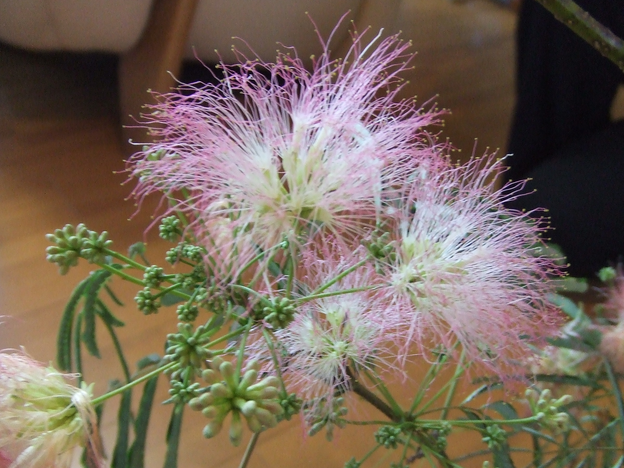 ネムノキの花 わたしは英語で生きていく