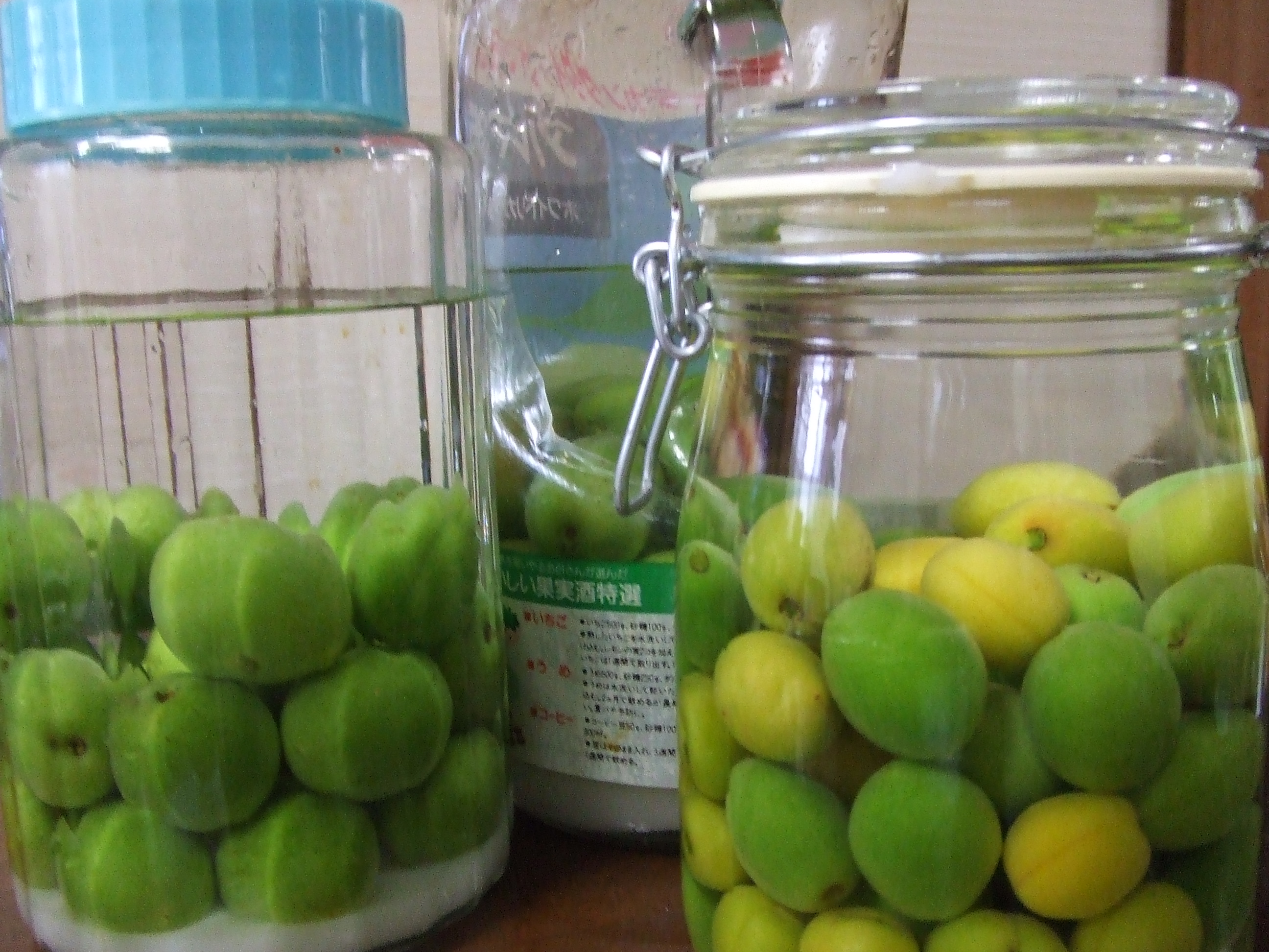 庭の産物にヒヒヒッ わたしは英語で生きていく