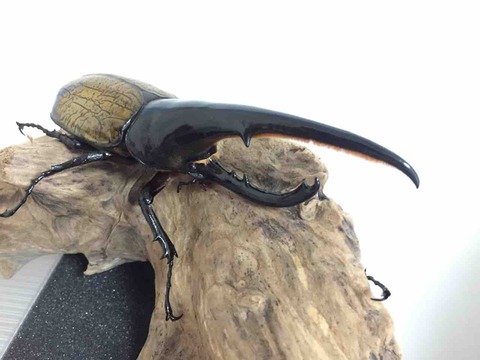 F82D3451-3ACB-49F8-93BE-BA9B3343AFC8