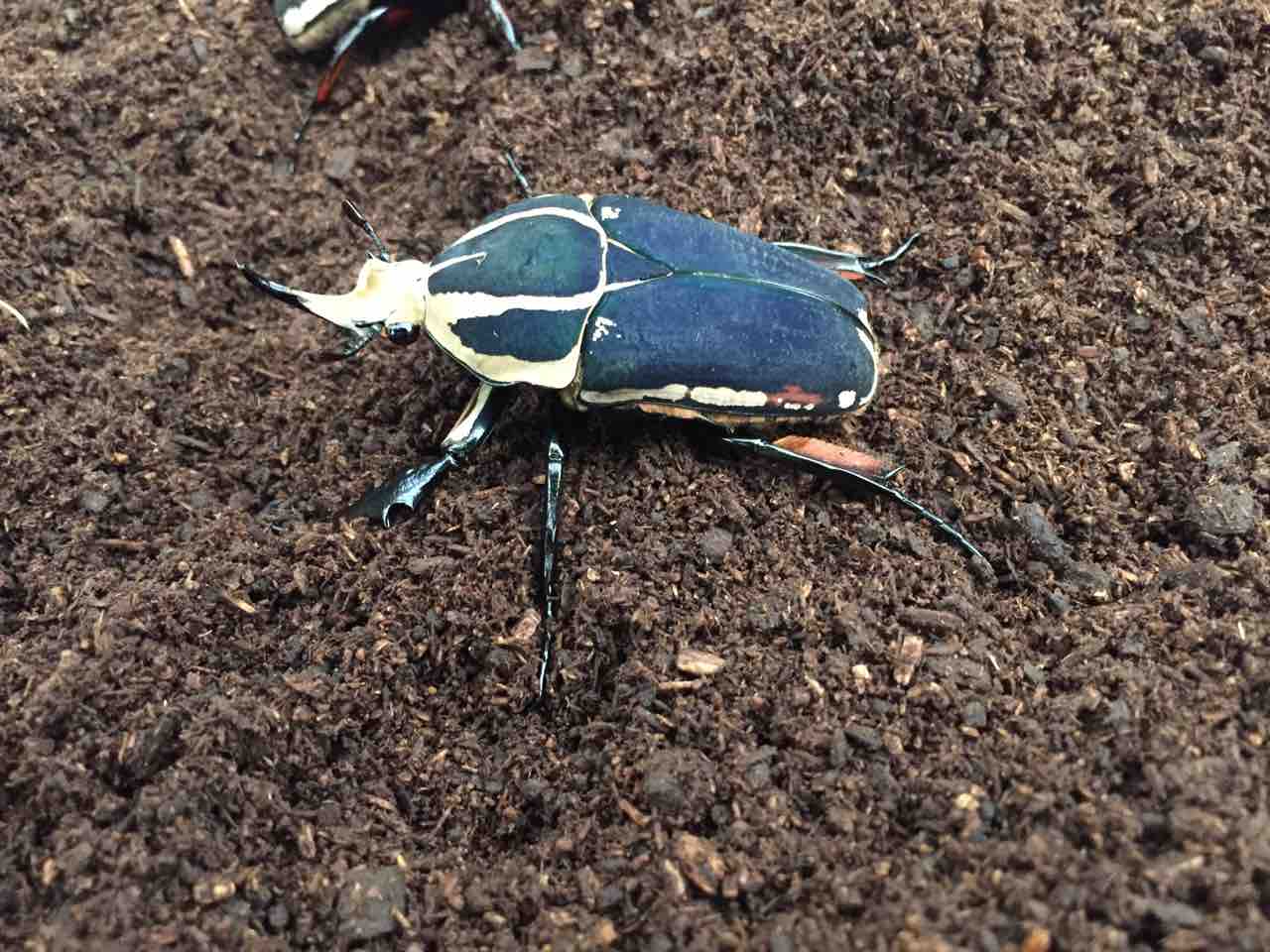 ウガンダ　ウガンデンシスオオツノカナブン ウガンダ ウガンデンシスオオツノカナブン ウガンデンシス