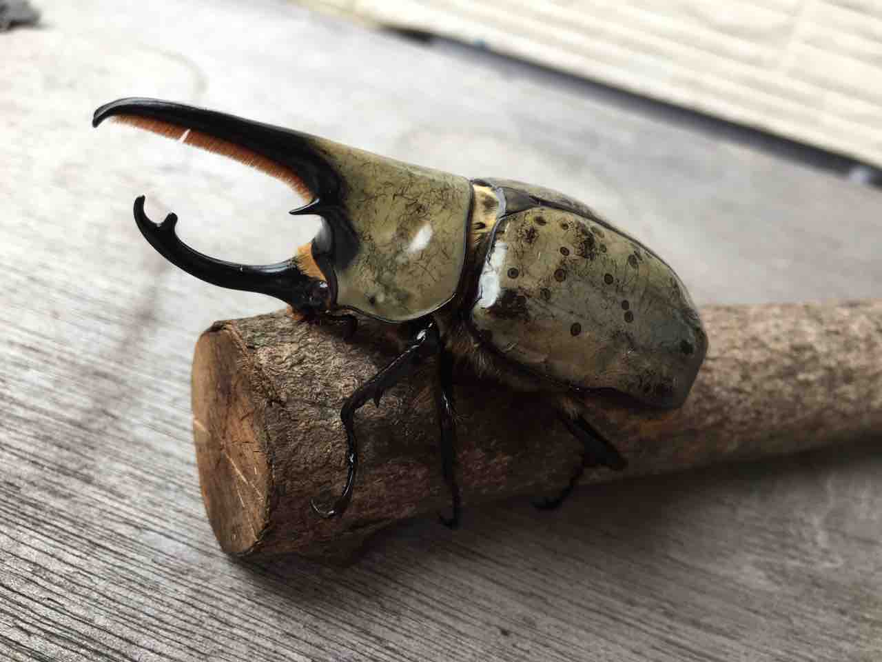 グラントシロカブト飼育記 4血統同時進行 Atelier Satomi アトリエ サトミ グラントシロカブト飼育記 4血統同時進行 Atelier Satomi アトリエ サトミ