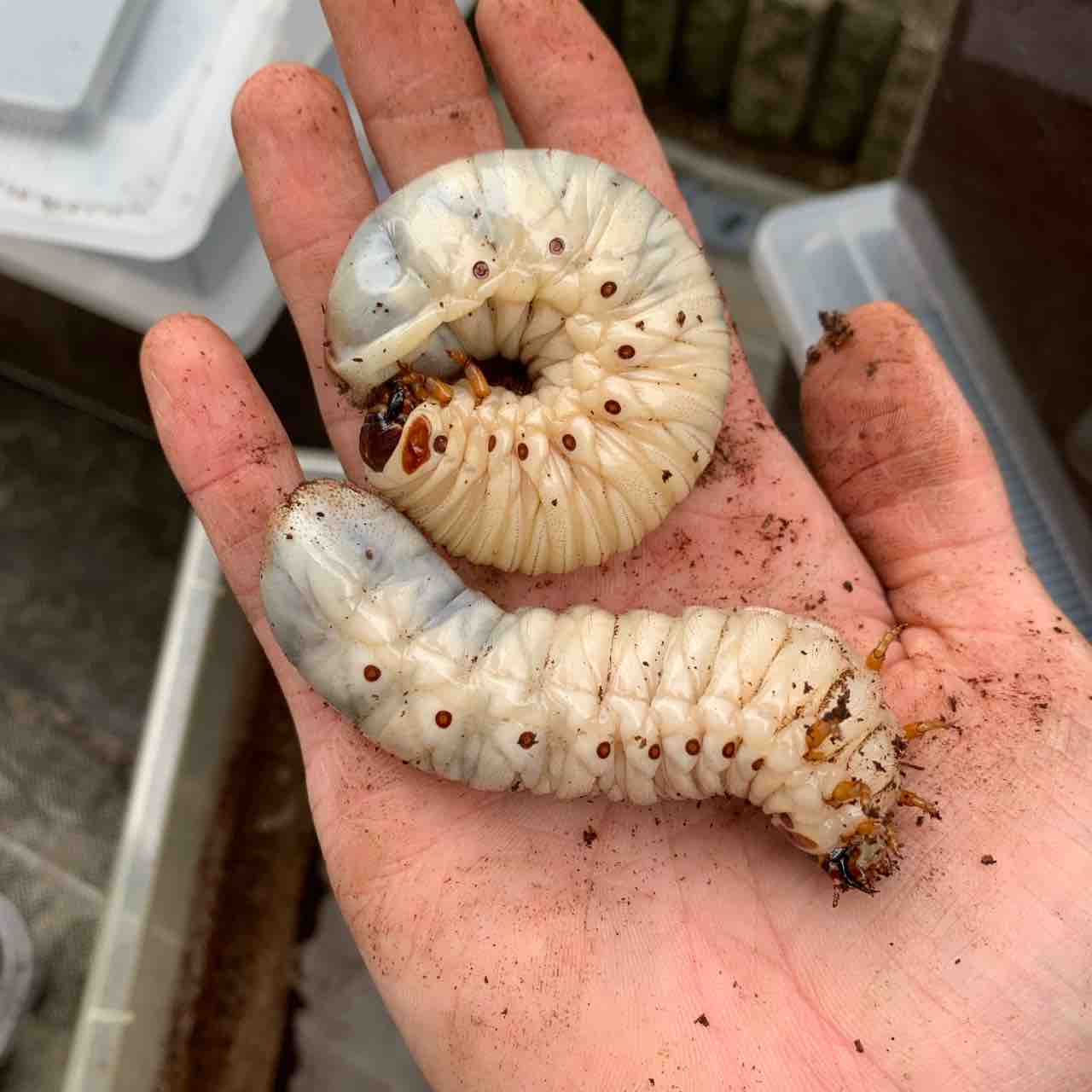 ウガンデンシスオオツノハナムグリ 繭玉確認 Atelier Satomi アトリエ サトミ