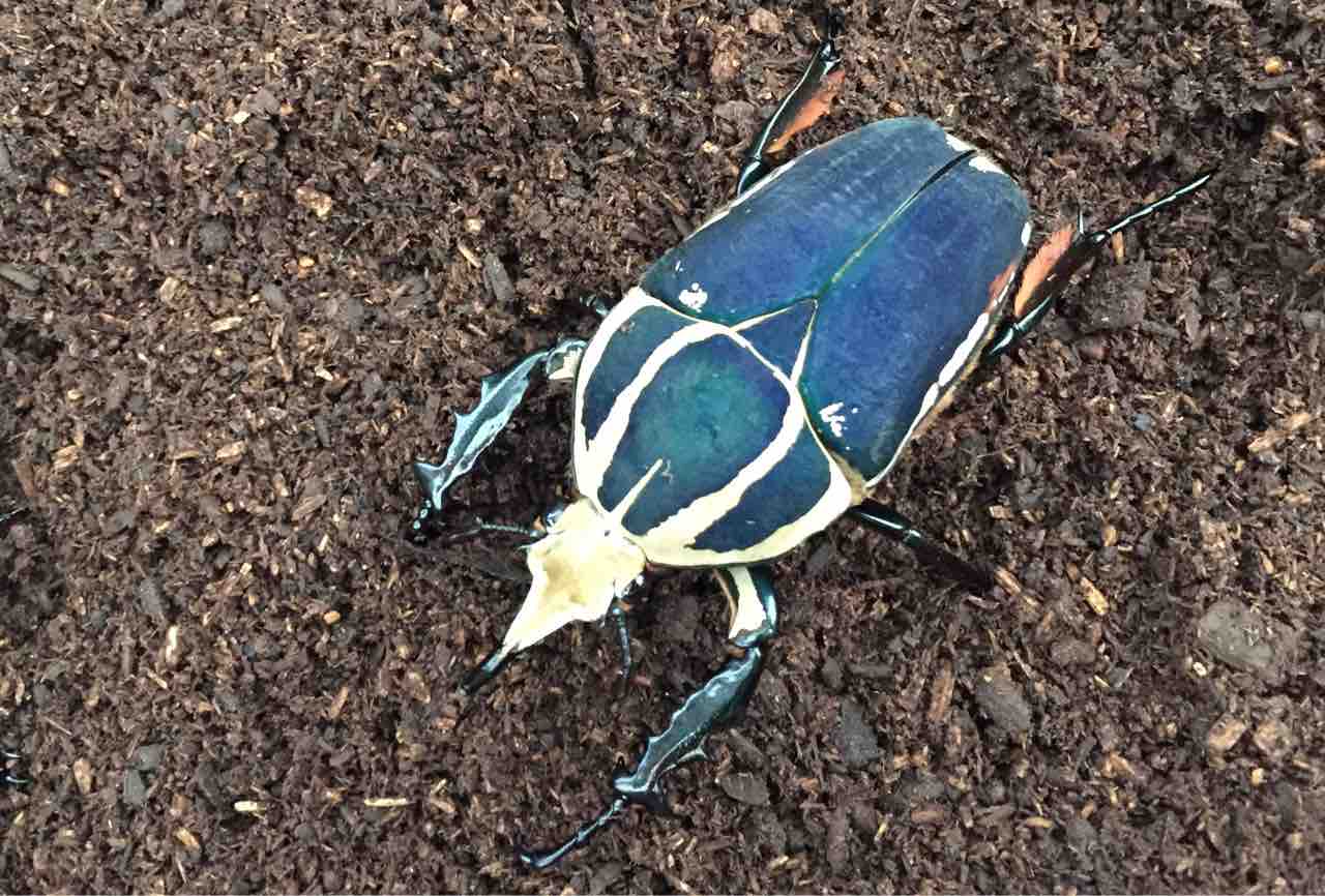 ウガンデンシスオオツノカナブン飼育記 : Atelier satoMi(アトリエ サトミ)