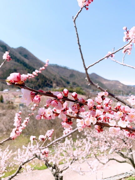 あんずの花 花花日和