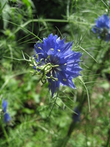 6d9d50d7.jpg