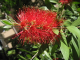 burashi