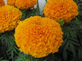 marygold