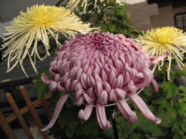 菊 お気楽主婦silviaの花紀行