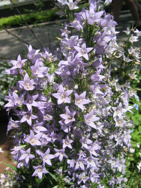 カンパニュラ ピラミダリス お気楽主婦silviaの花紀行