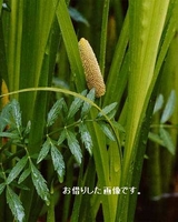 shoubu