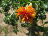 benibana