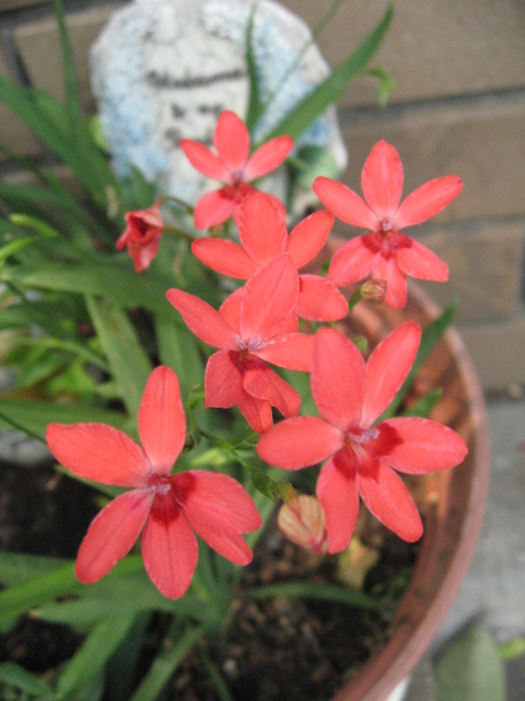 ヒメヒオウギアヤメ 姫檜扇アヤメ お気楽主婦silviaの花紀行