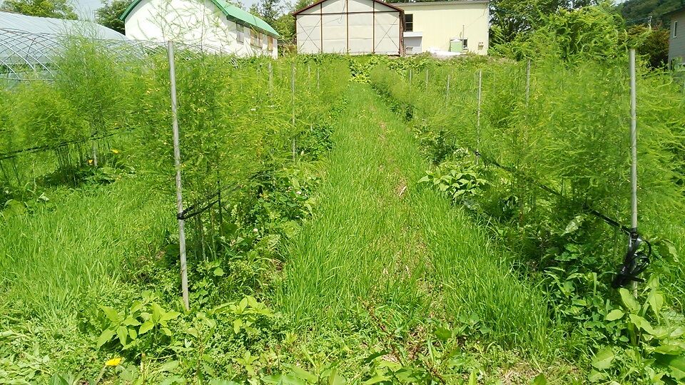 夏のアスパラ圃場 ー畝間の緑肥と株間の除草ー 里の土壌医のブログ