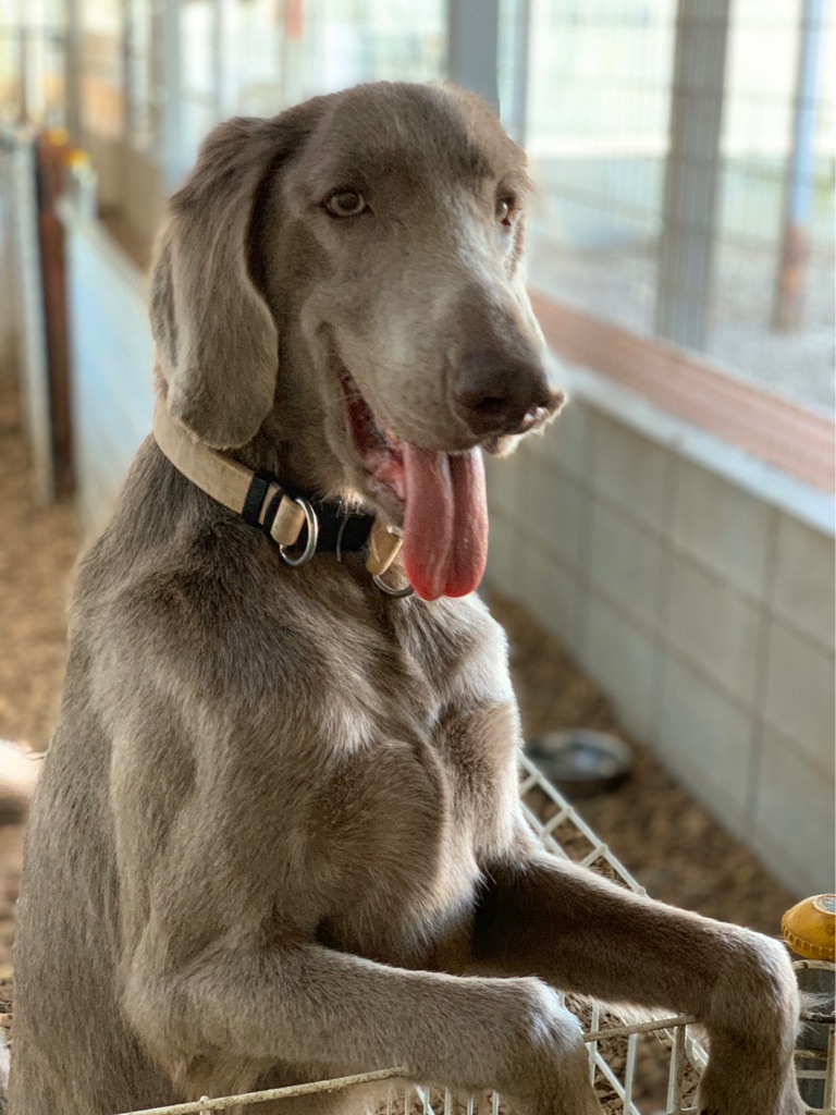 可愛いワイマラナー マナト君他 Npo法人ペット里親会