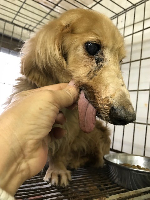 悲惨な繁殖犬のおじいちゃんダックス Npo法人ペット里親会 悲惨な繁殖犬のおじいちゃんダックス Npo法人ペット里親会