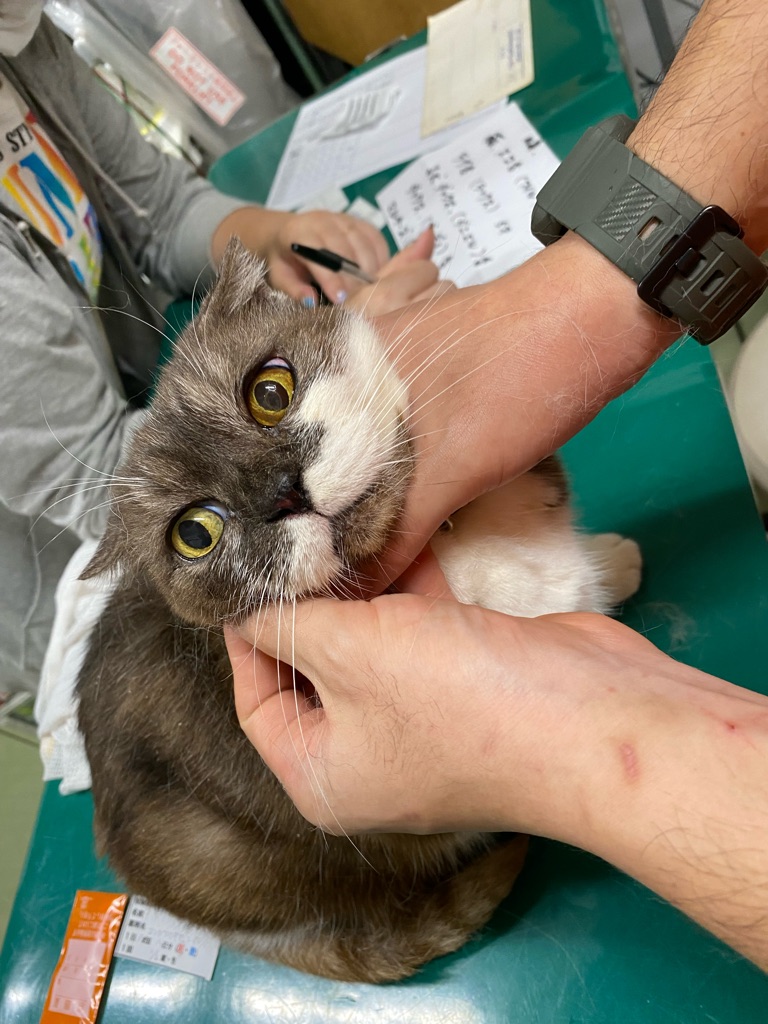 一般飼育放棄の猫ちゃん達です😸😸 : NPO法人ペット里親会