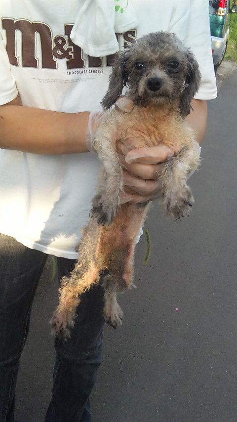 子犬：疥癬、診断、治療