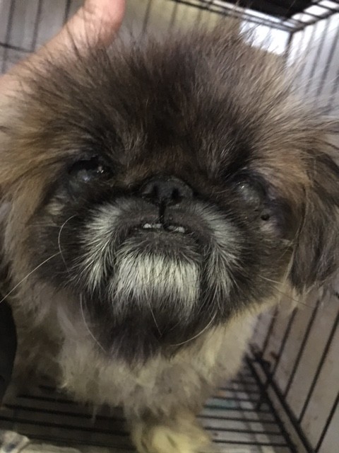 哀しい繁殖犬達 片目のペキニーズの女の子 Npo法人ペット里親会