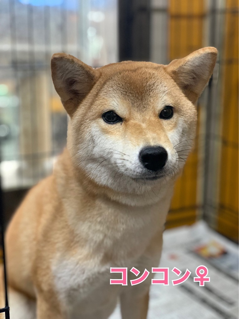 柴ーズ里親さん募集中です Npo法人ペット里親会