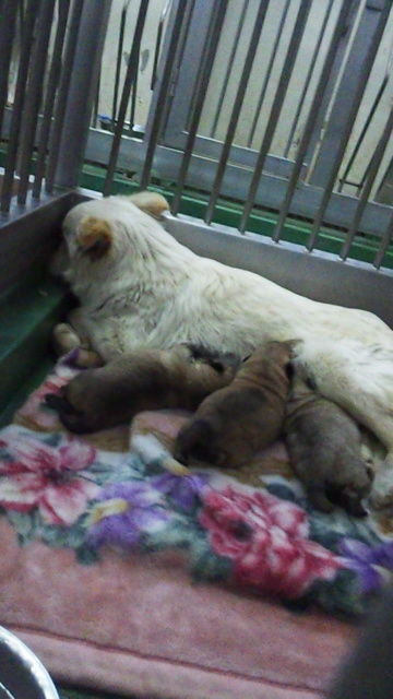 動物指導センターで生まれた子犬 Npo法人ペット里親会