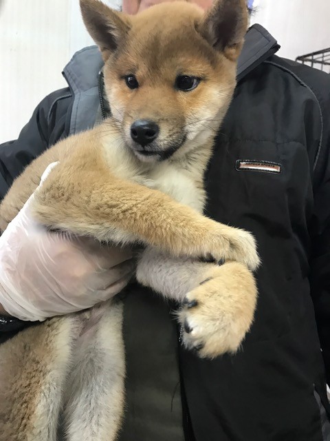 右目が斜視の柴犬の子犬 2ヶ月半 : NPO法人ペット里親会