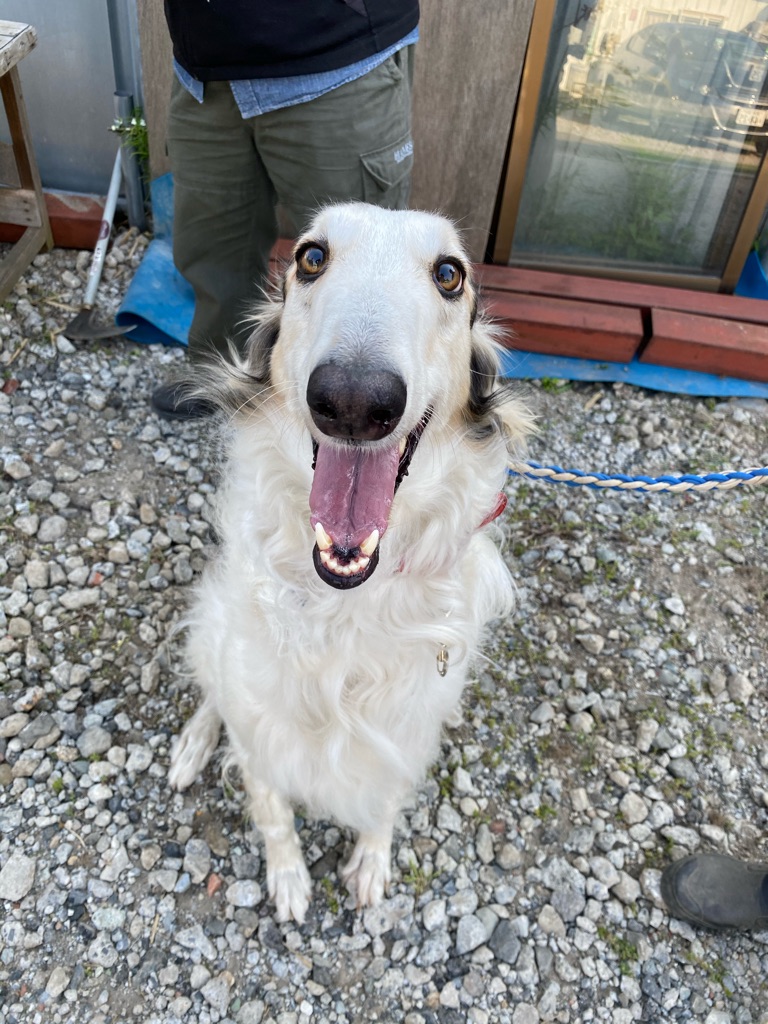 ボルゾイのフォスターに家族が出来ました Npo法人ペット里親会