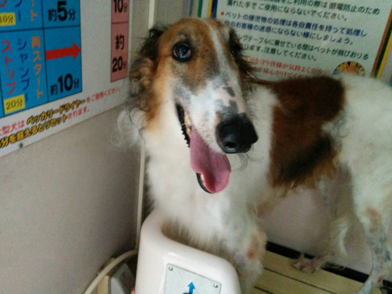 大型犬の 繁殖場閉鎖の為 セントバーナード ボルゾイ ゴールデン など沢山の犬が出されます Npo法人ペット里親会