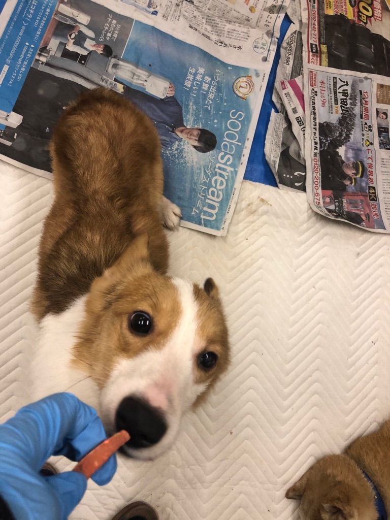 痩せたコーギーの フレディ君 里親募集です Npo法人ペット里親会 痩せたコーギーの フレディ君 里親募集です Npo法人ペット里親会
