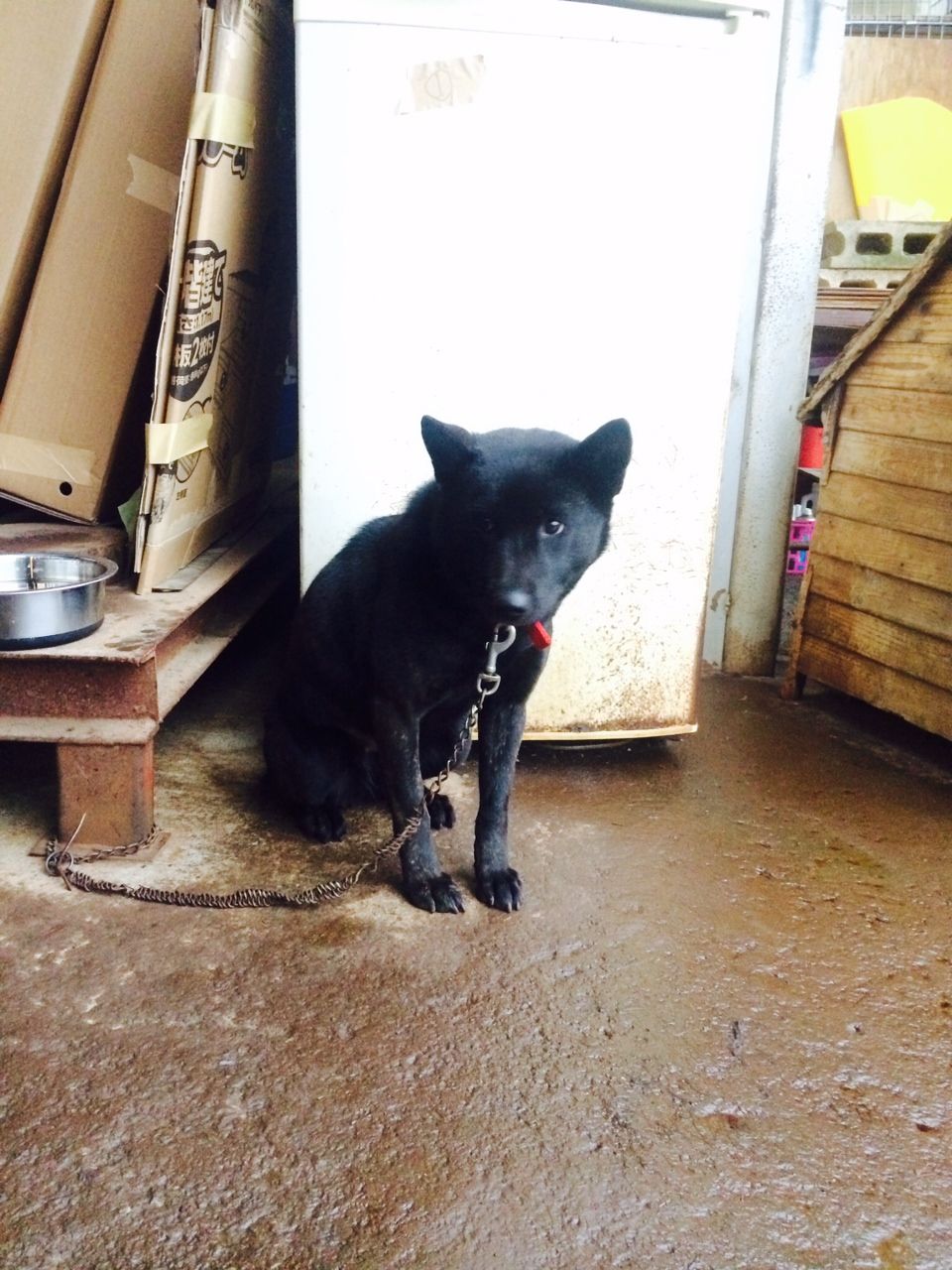 飼い主を失った甲斐犬達 緊急里親募集のお願い Npo法人ペット里親会 飼い主を失った甲斐犬達 緊急里親募集のお願い Npo法人ペット里親会