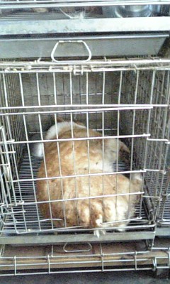 狭いケージで 一生を終えた犬 Npo法人ペット里親会