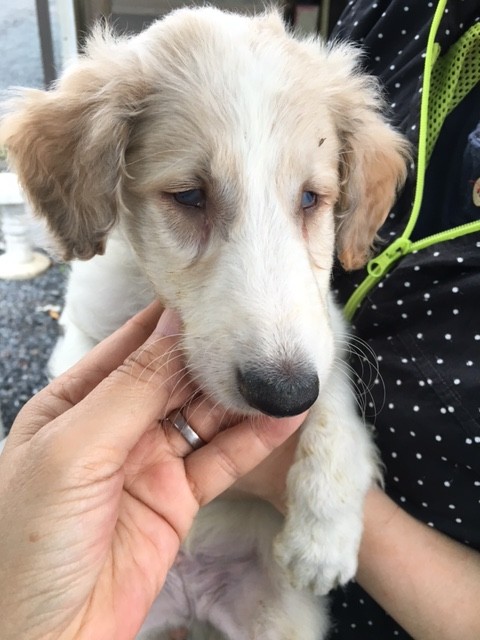 両目の見えないボルゾイの子犬の里親さんを募集致します アポロ君の幸せ探しの為に皆様のシェアをよろしくお願い致しますm M Npo法人ペット 里親会