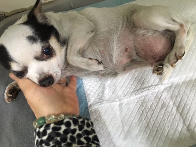 小さな繁殖犬チワワ お腹に大きなヘルニアが Npo法人ペット里親会