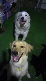 22f5f247.jpg