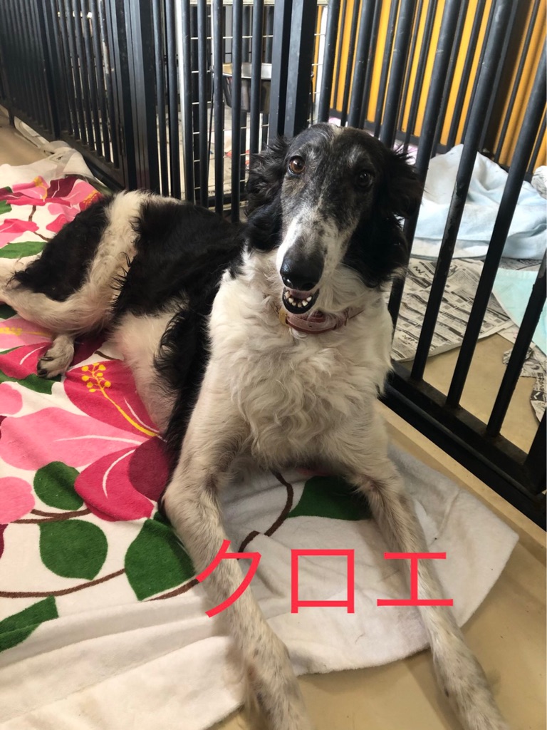 元セラピー協会にいたボルゾイ達です シェルタークリニックにて検査 Npo法人ペット里親会