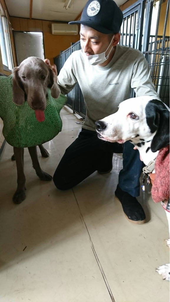 ワイマラナー のマナト君はトライアルへ Npo法人ペット里親会