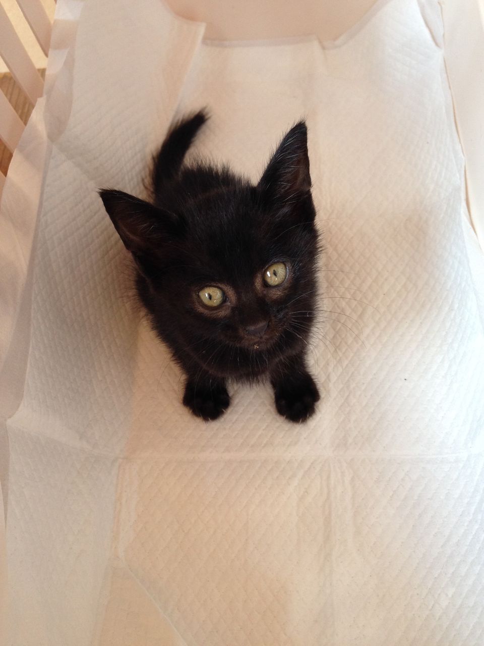 黒猫の子猫ちゃん４匹保護 いかがでしょうか Npo法人ペット里親会